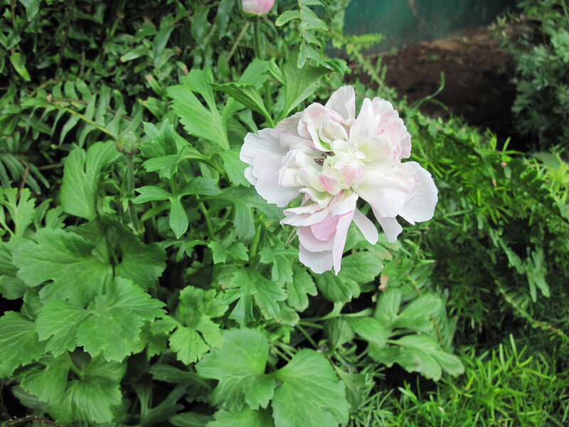 White and Pink Flower — Green