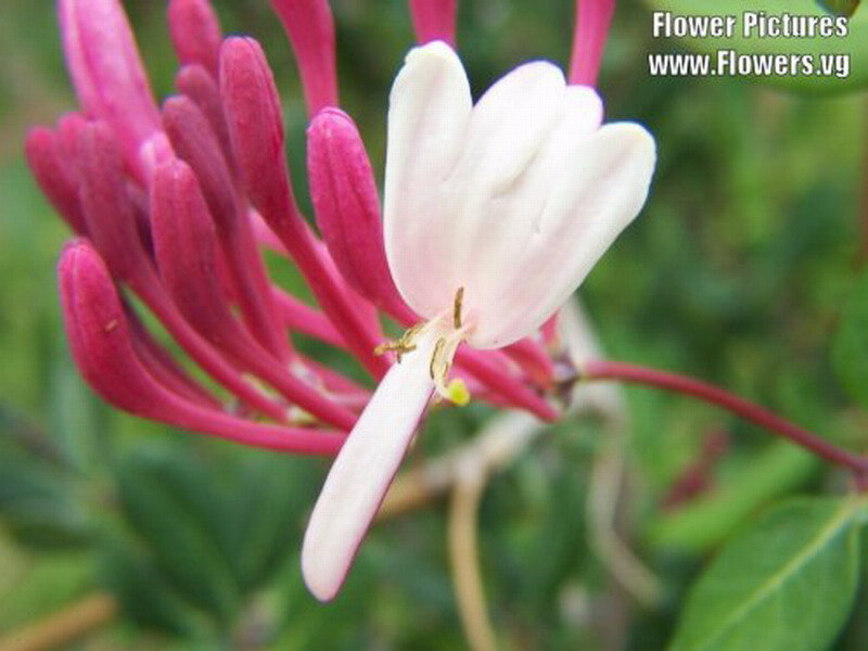 White and Pink Flower — Natural