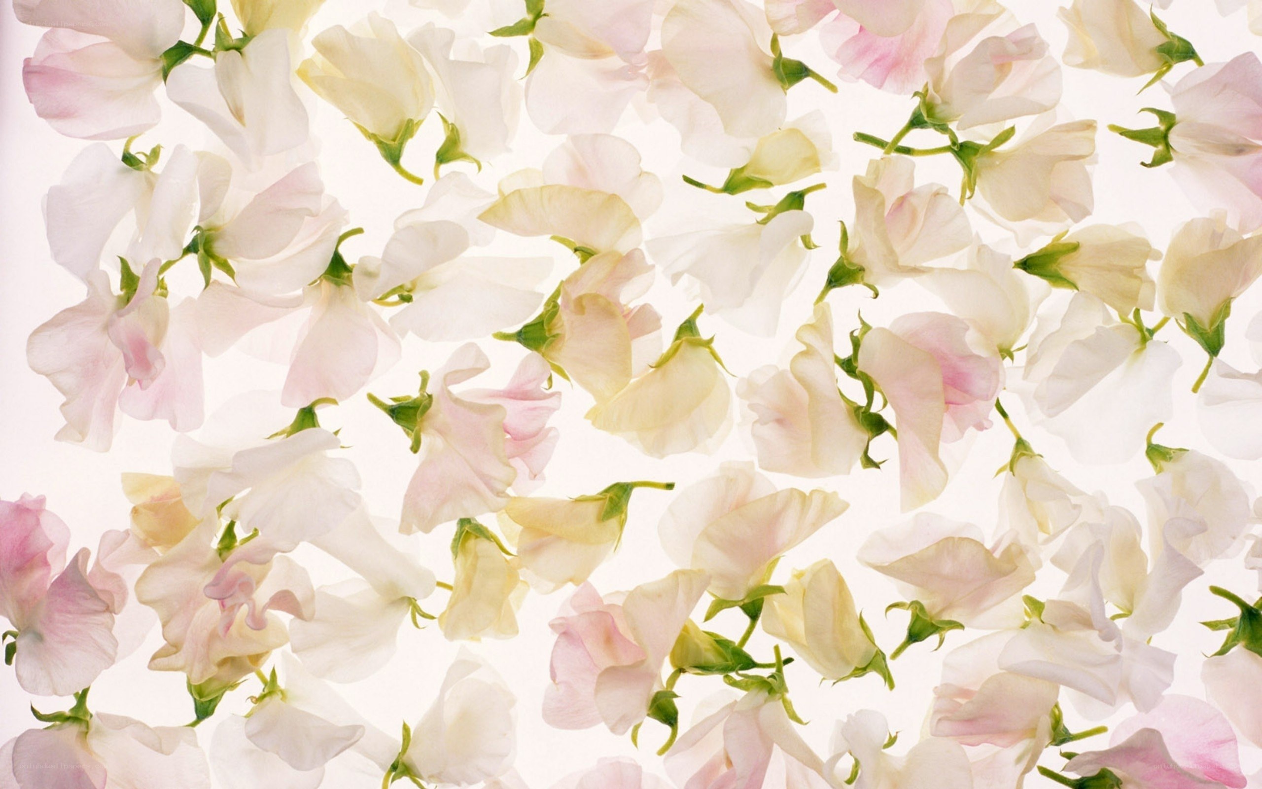 white and pink flower petals