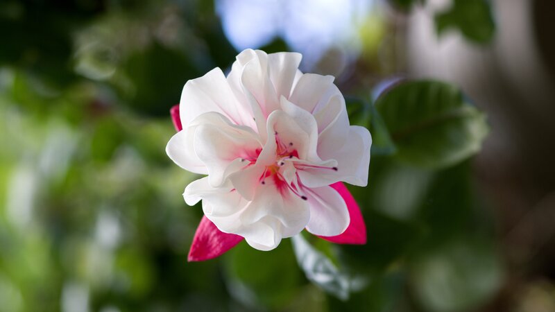 White and Pink Flower — Serene, Afternoon