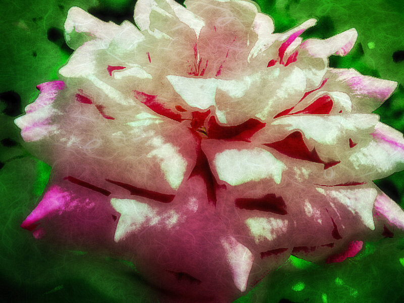 White and Pink Flower — Serene, Photograph