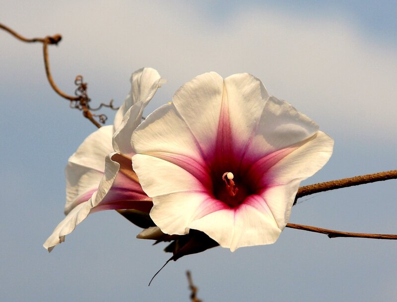 White and Pink Flower — Serene