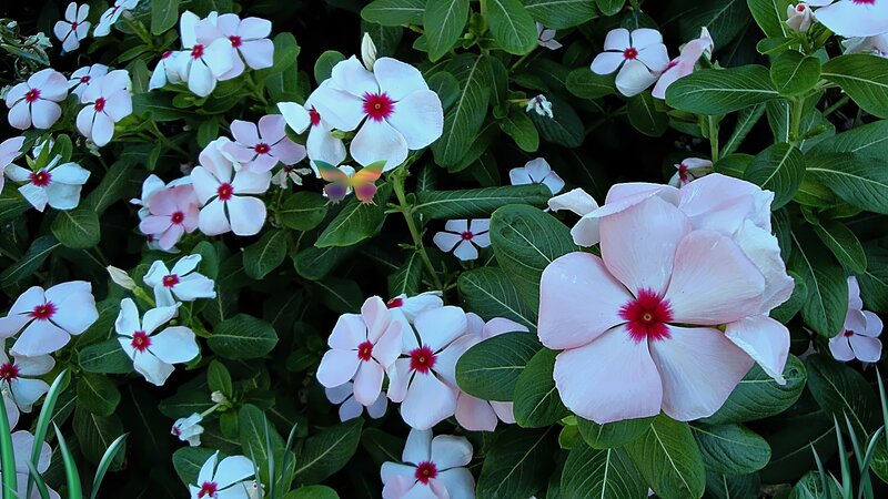 White and Pink Flowers — Calm, Afternoon