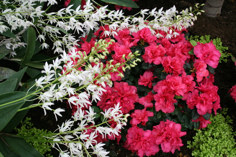 White and Pink Flowers — Calm, Photograph, Orchids