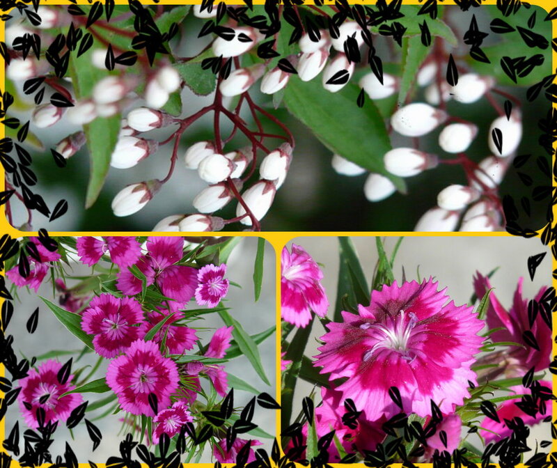 White and Pink Flowers — Calm, Photograph