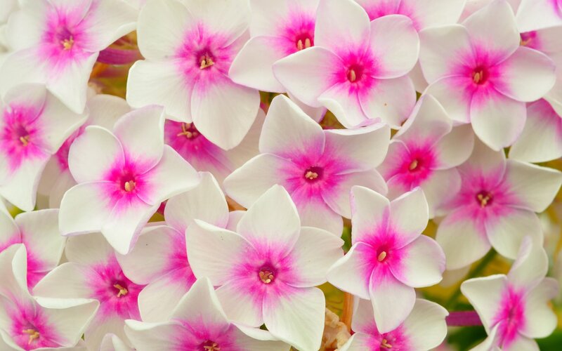 White and Pink Flowers — Calm, Spring, Photograph, Petals