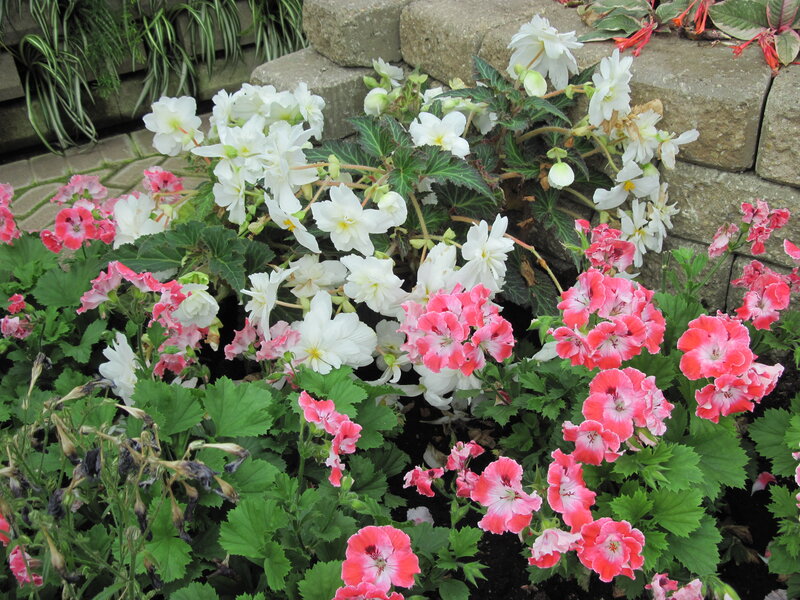 White and Pink Flowers — Calm, Spring, Photograph