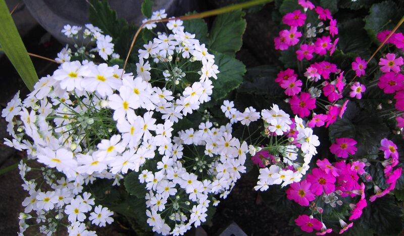 White and Pink Flowers — Calm, Spring