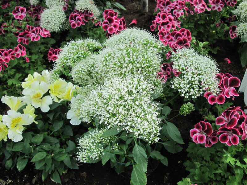 White and Pink Flowers — Calm, Summer, Photograph