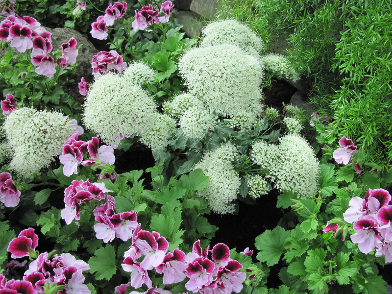 White and Pink Flowers — Calm, Summer