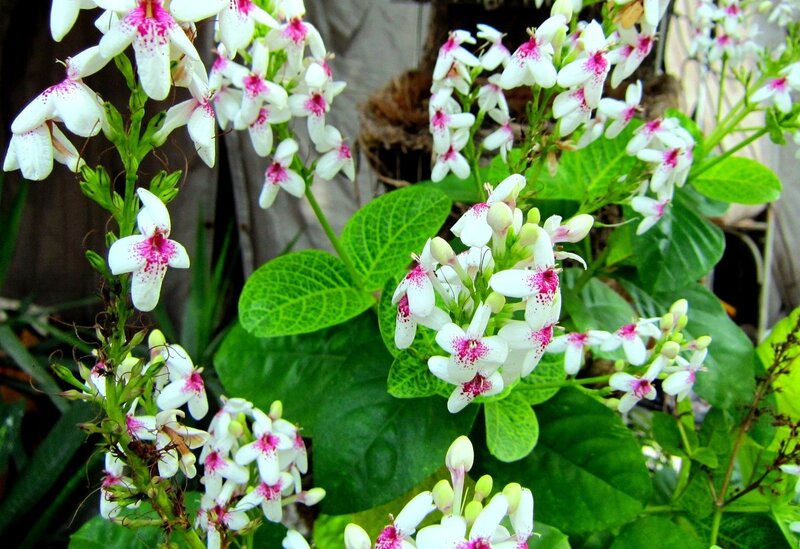 White and Pink Flowers — Calm