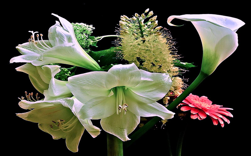 White and Pink Flowers — Dramatic, Photograph
