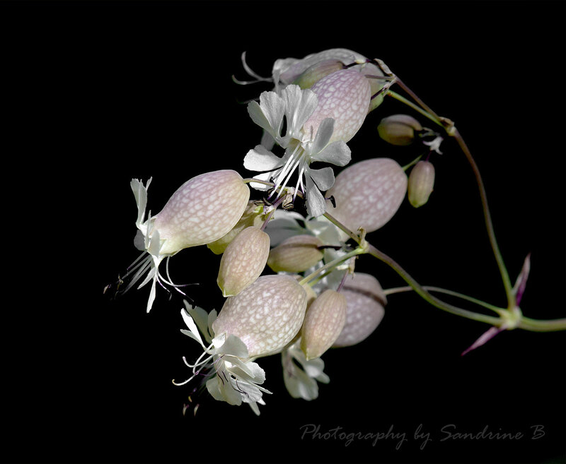 White and Pink Flowers — Dramatic