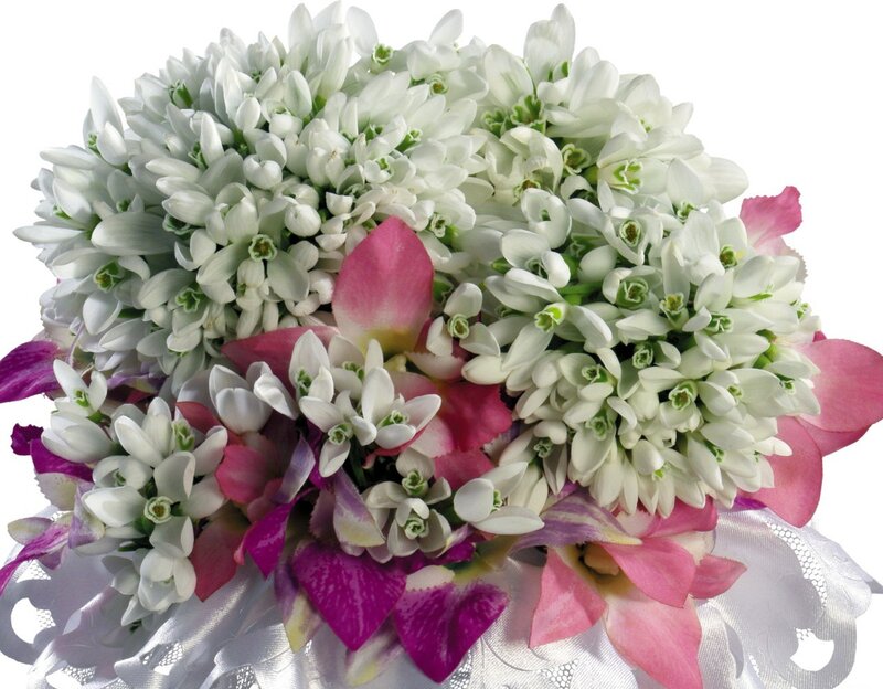 White and Pink Flowers — Elegant