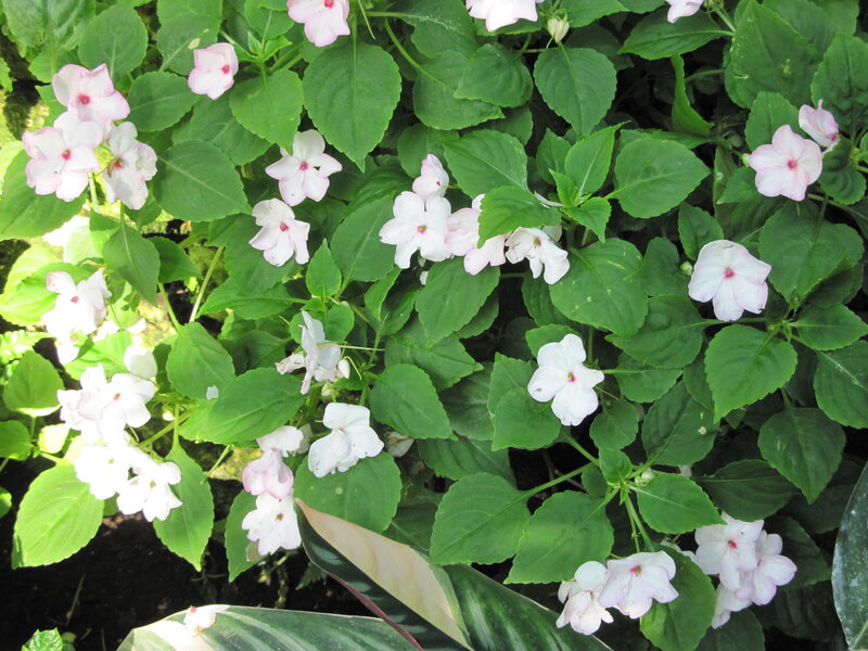 White and Pink Flowers — Green, Calm, Afternoon