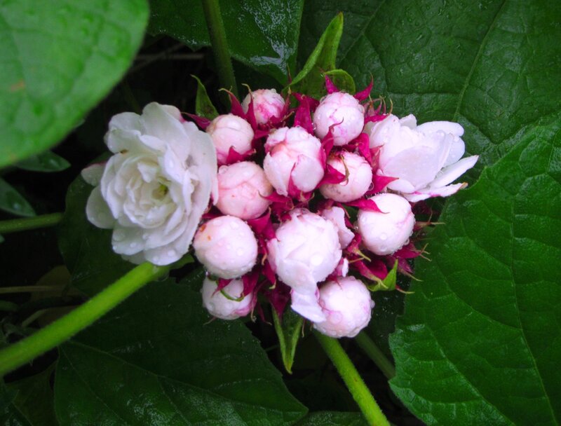 White and Pink Flowers — Green, Calm