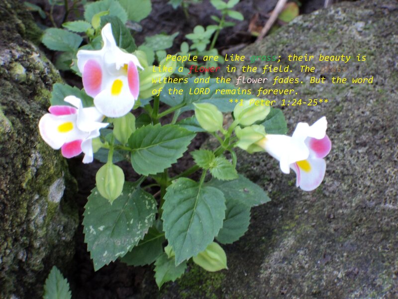 White and Pink Flowers — Green, Serene