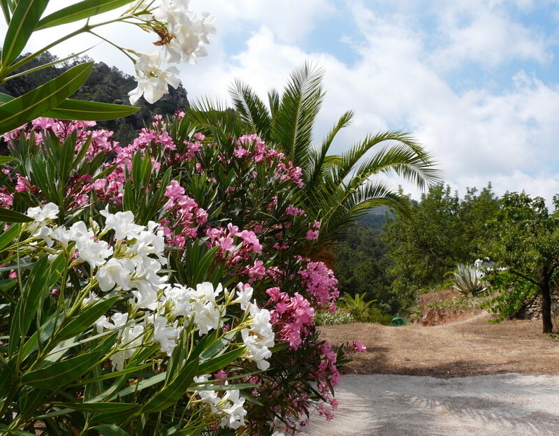 White and Pink Flowers — Green