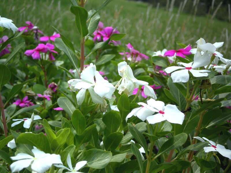 White and pink flowers in a garden