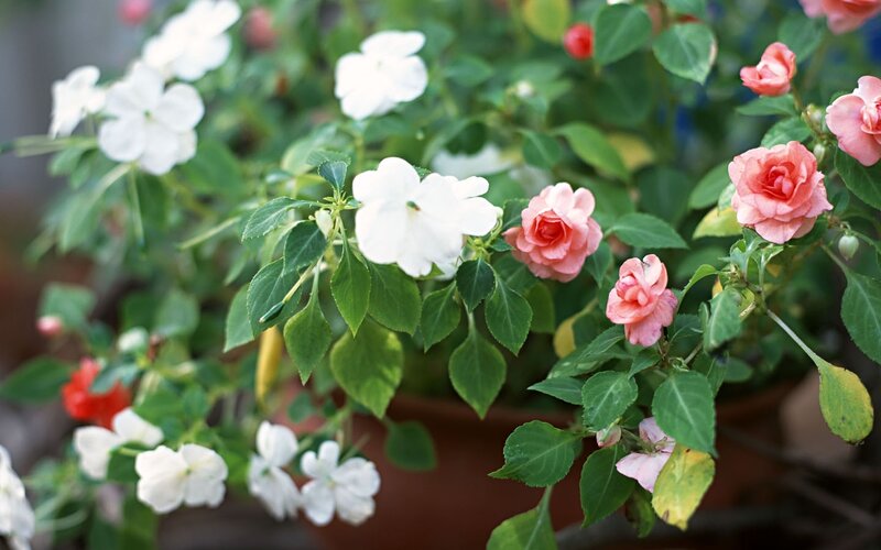 White and pink flowers in a pot