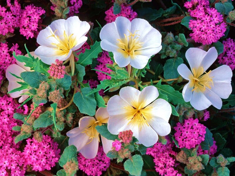 White and pink flowers in bloom
