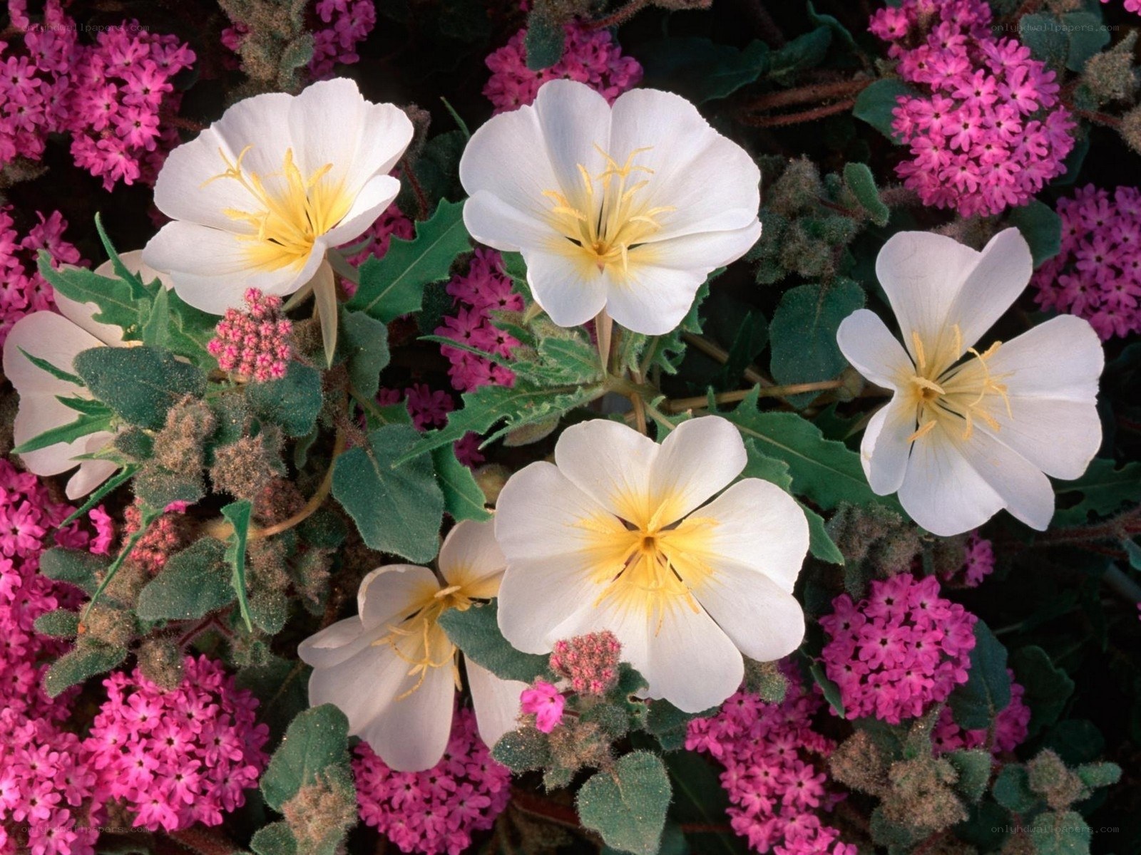White and pink flowers in bloom