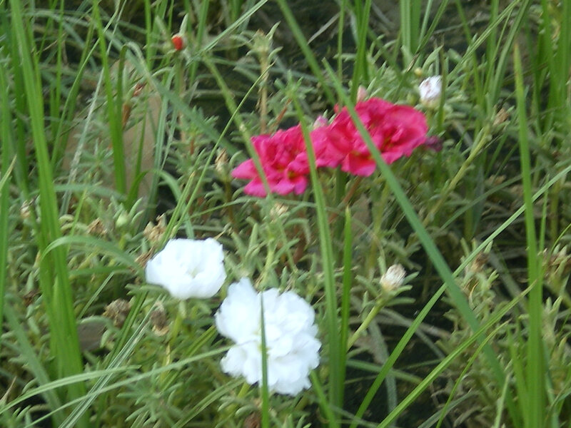White and pink flowers in grass