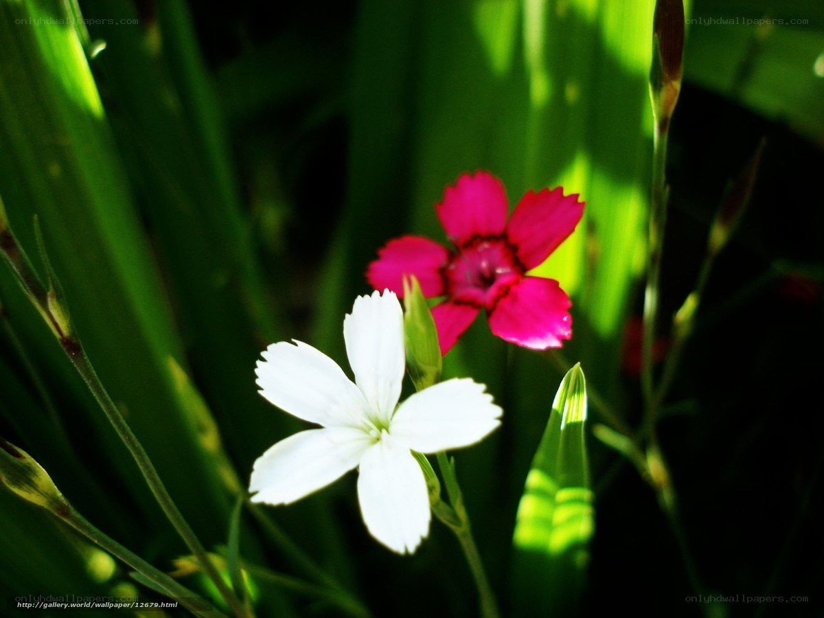 White and pink flowers in grass