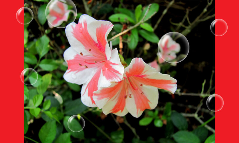 White and Pink Flowers — Red
