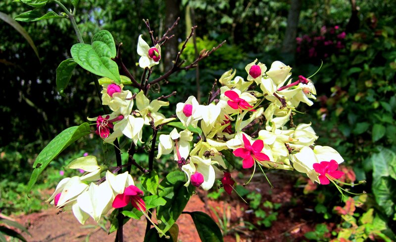 White and Pink Flowers — Serene, Afternoon