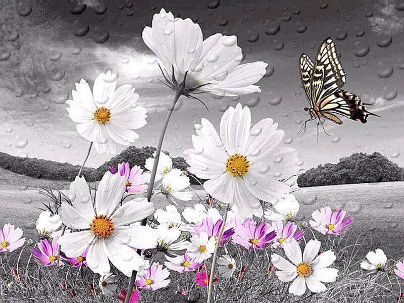 White and Pink Flowers — Serene, Digital Art