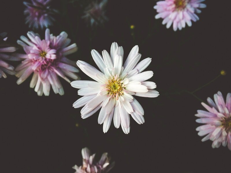 White and Pink Flowers — Serene, Photograph, Dark Background