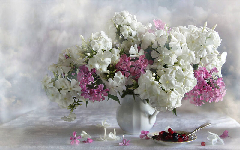 White and Pink Flowers — Serene, Photograph