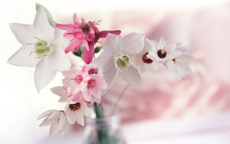 White and Pink Flowers — Serene, Photograph, Vase, Green Stems