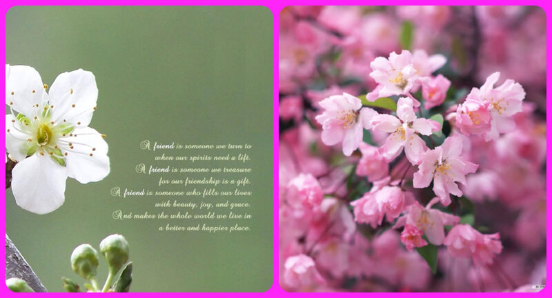 White and Pink Flowers — Serene, Spring
