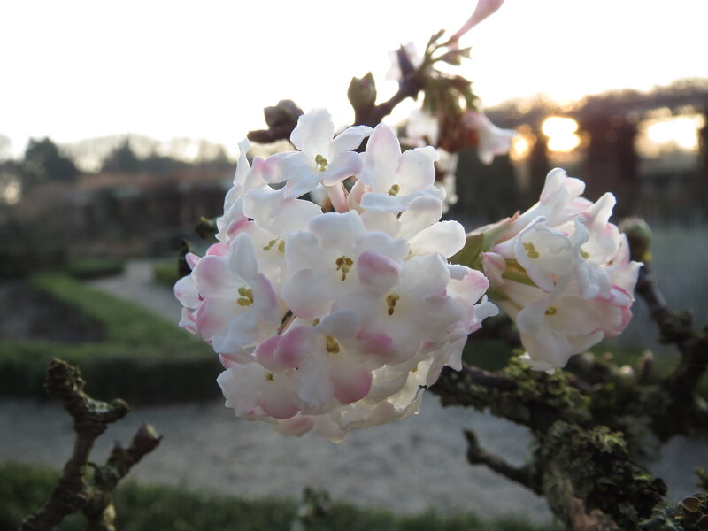 White and Pink Flowers — Serene, Sunset