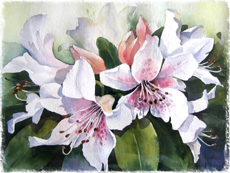 White and Pink Flowers — Serene