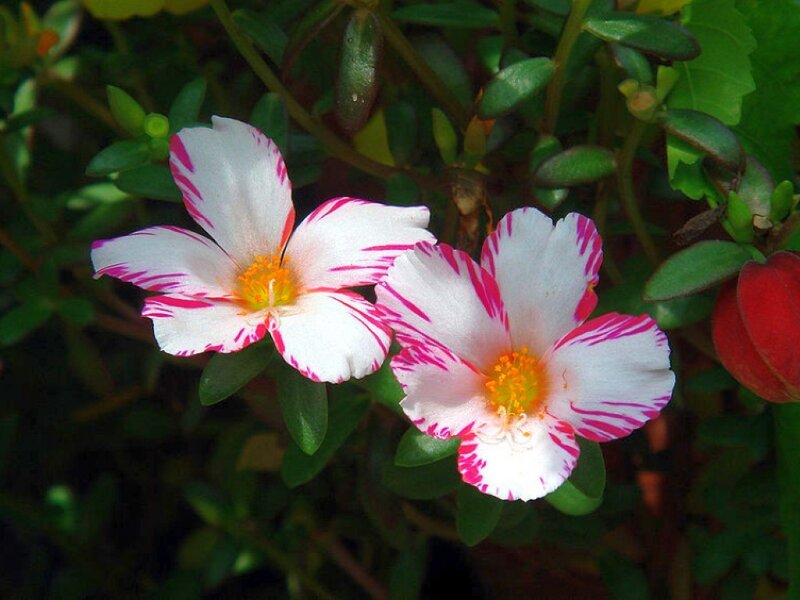 White and Pink Flowers