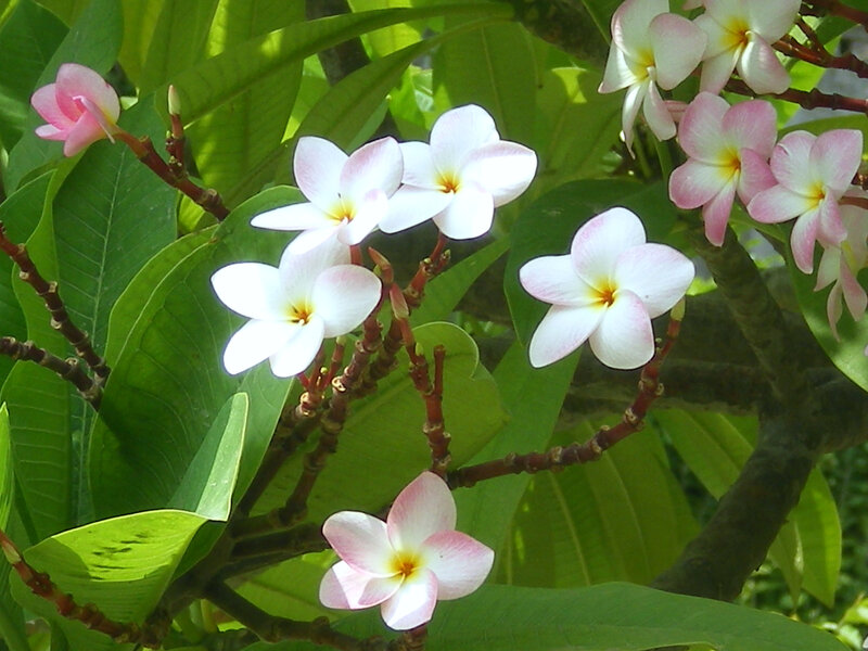 white and pink frangipani flowers
