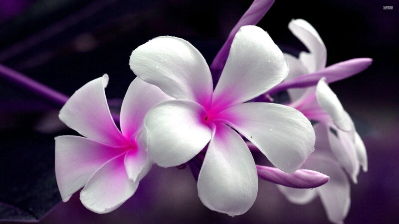 White and Pink Frangipani Flowers — Purple