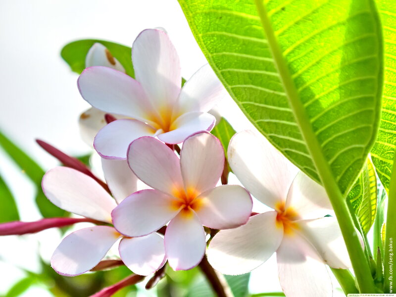White and Pink Frangipani Flowers — Serene