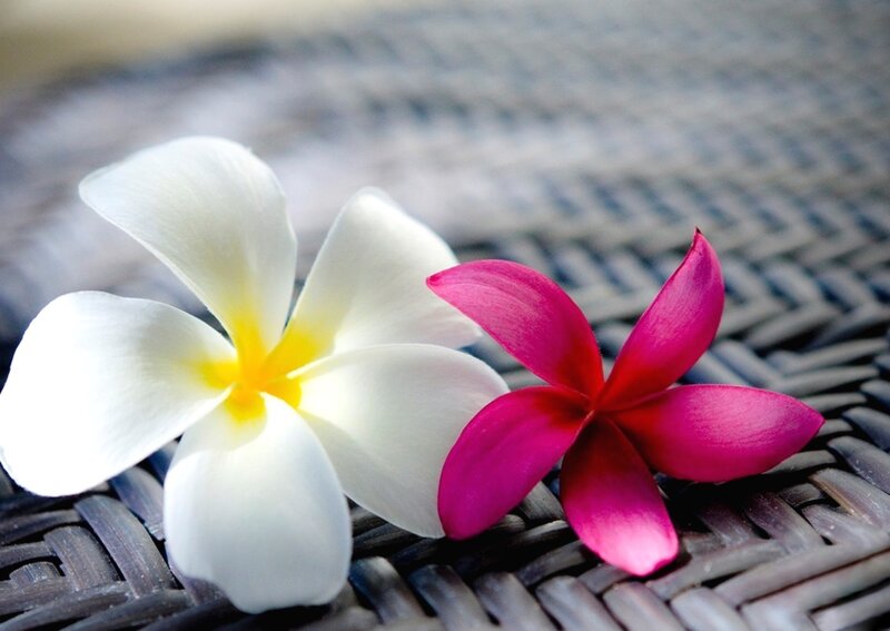 White and Pink Frangipani — Serene