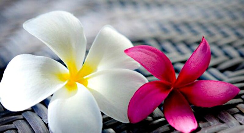 White and Pink Frangipani