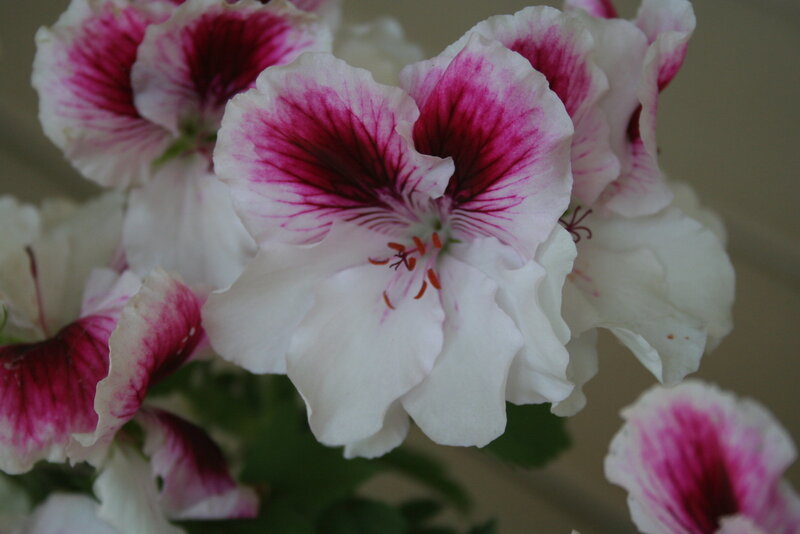 White and Pink Geranium Flowers — Calm