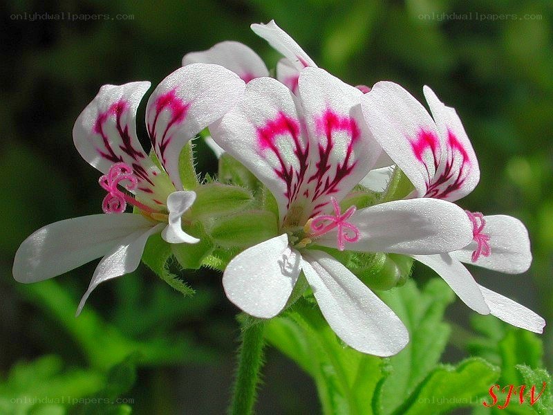 white and pink geranium flowers