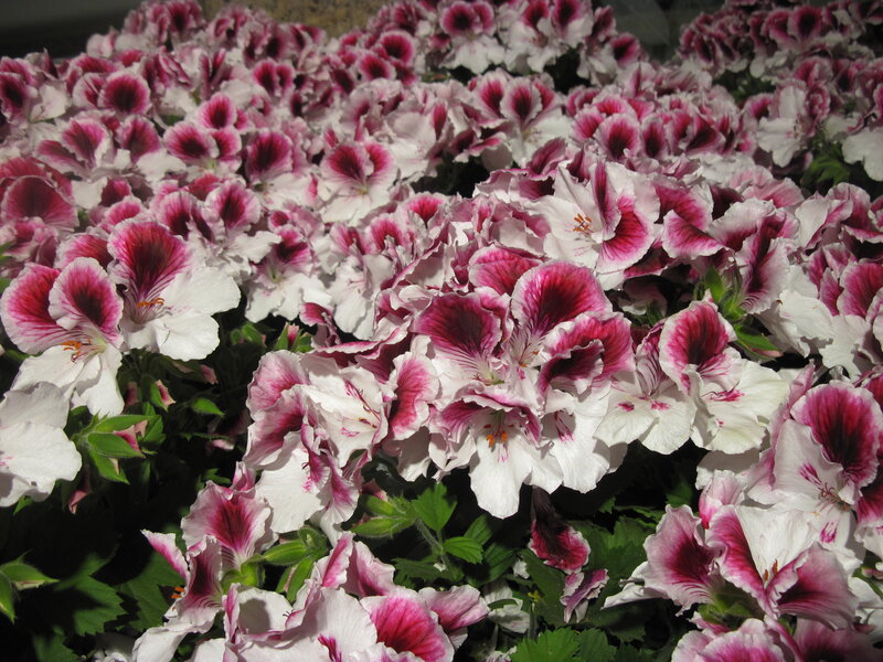 White and Pink Geraniums