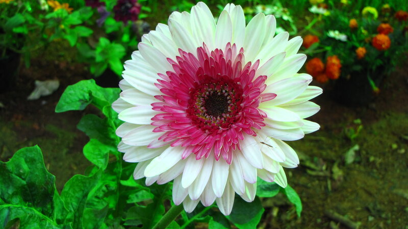 White and Pink Gerbera Daisy