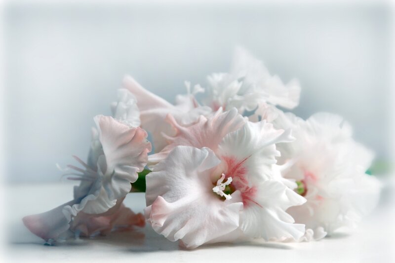 White and Pink Gladiolus Flowers — Serene