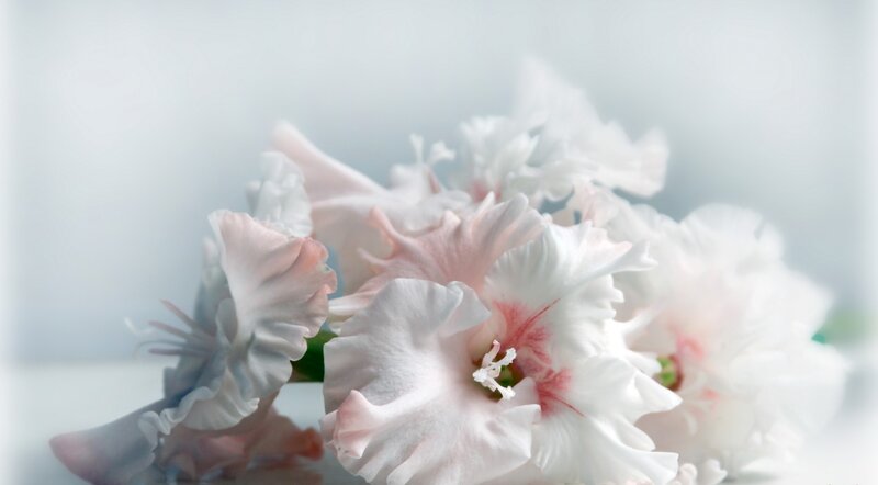 White and Pink Gladiolus Flowers