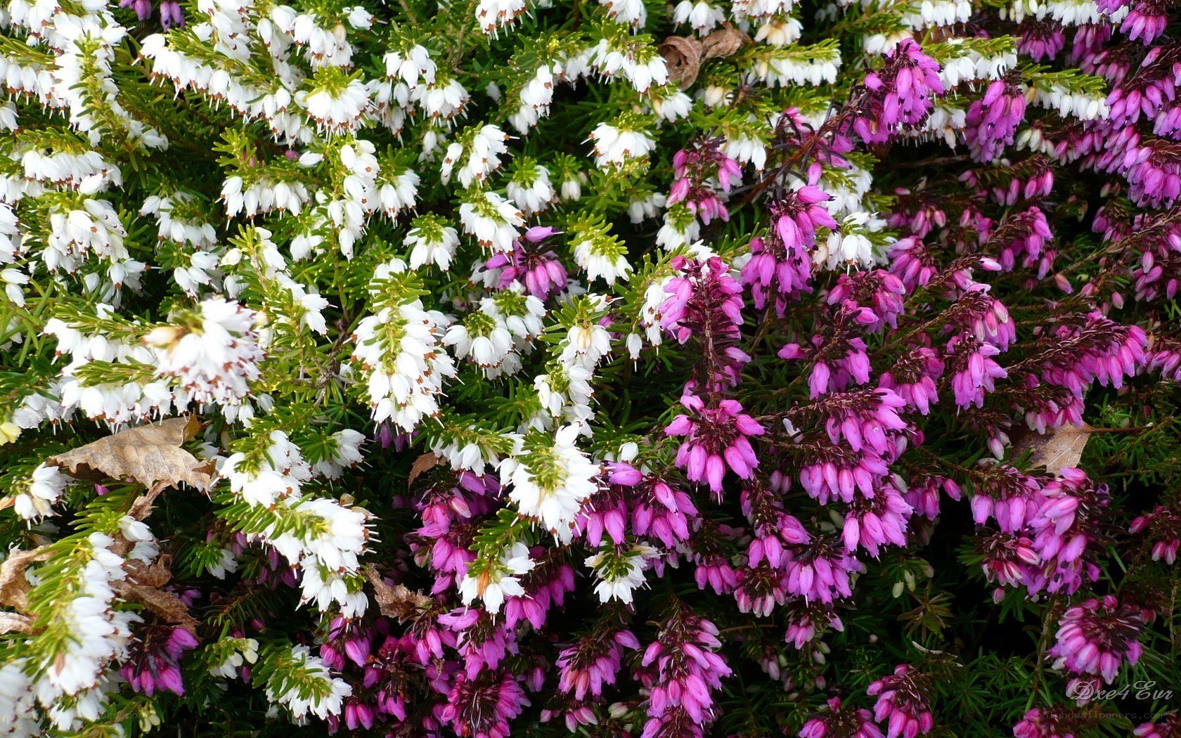White and pink heather flowers